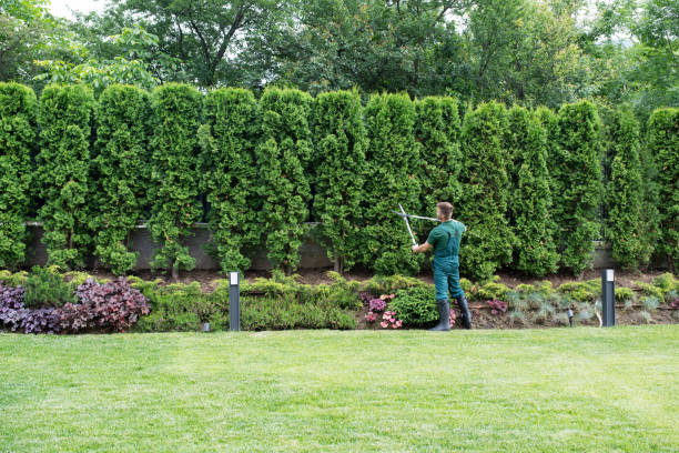 Professional Tree Removal and Landscaping Services in Philadelphia, PA